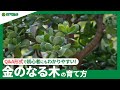 ☘40:金のなる木の育て方｜水やりなどの日々の管理、花の咲かせ方、増やし方などご紹介。|【PlantiaQ&A】植物の情報、育て方をQ&A形式でご紹介