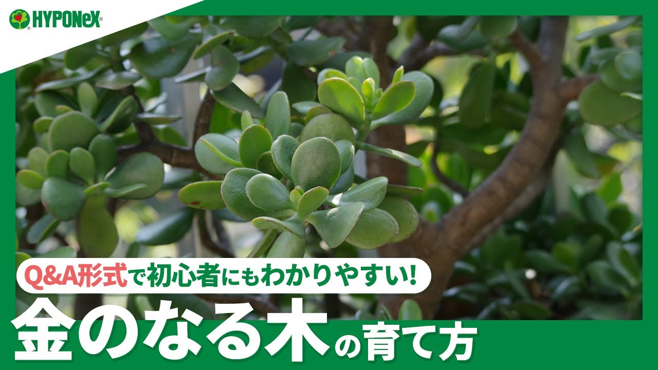 40 金のなる木の育て方 水やりなどの日々の管理 花の咲かせ方 増やし方などご紹介 Plantiaq A 植物の情報 育て方をq A形式でご紹介 Youtube