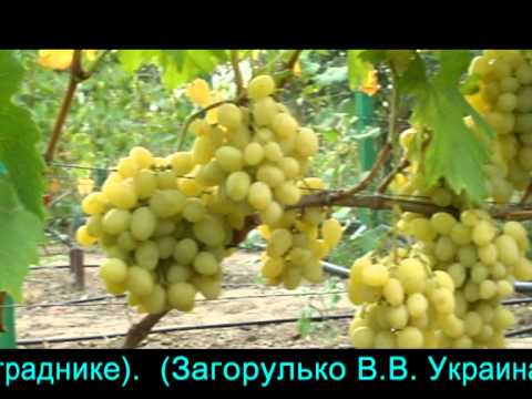 Ландыш