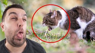 Are Hairballs Harmful to Cats? | Why Do Cats Cough Up Hairballs? | Cat Behaviors | Cat Videos by Animalistic 4K 435 views 1 year ago 8 minutes, 2 seconds