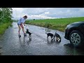 Abandoned Puppies Stopped our Car during Massive Rainstorm... and We Couldn&#39;t Pass By
