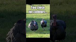 Too Close for Comfort… Then This Happened 🦃
