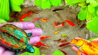Catch Unique Little Frogs | Catching And Finding A Lot Of Beautiful Baby Koi Fish, Angel Fish#129