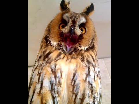 Видео: Визжат ли полосатые совы?