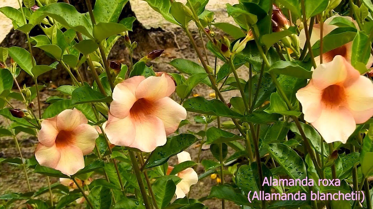 ALAMANDA-ROXA (ALLAMANDA BLANCHETII), PARA FAZER MUDAS CLICAR NO LINK ...