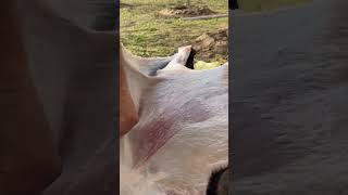 Satisfying Meat Cutting Perfect Knife Skills