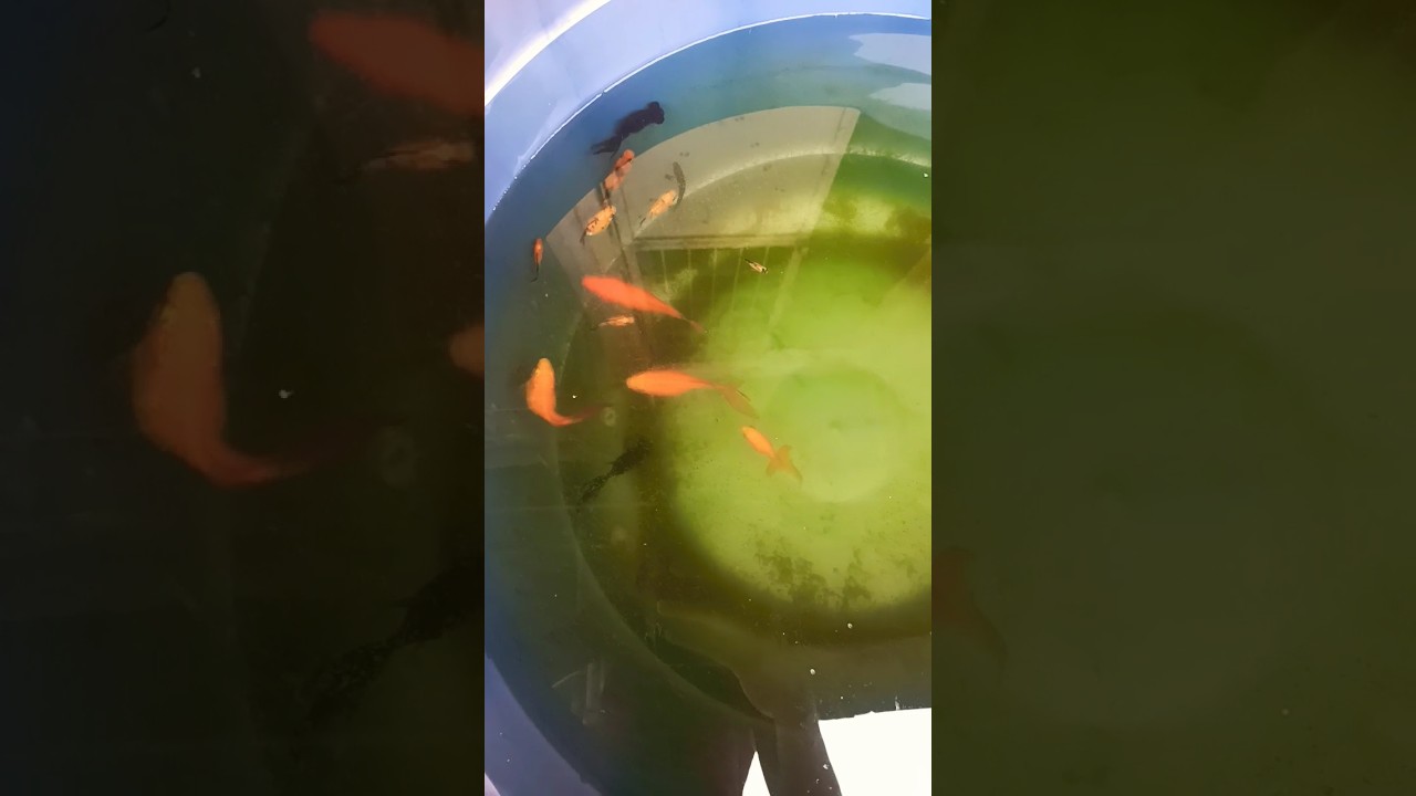 all my gold fish koi guppies and molly fish 