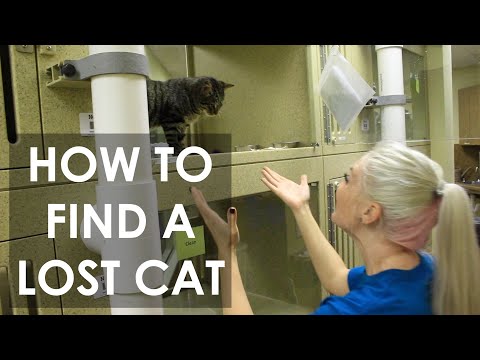 Video: How To Find A Cat