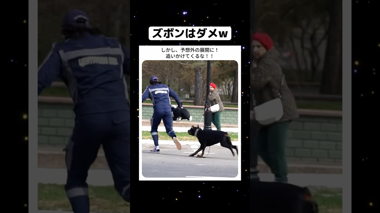 ズボンはダメw #おもしろ #お笑い #動物 #面白い