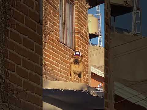 Perros bélicos #corridostumbados