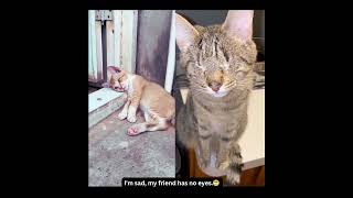 Kucing Oren Sedih, Temannya Gak Punya Mata  #cat #meow #catcrying #catvideos