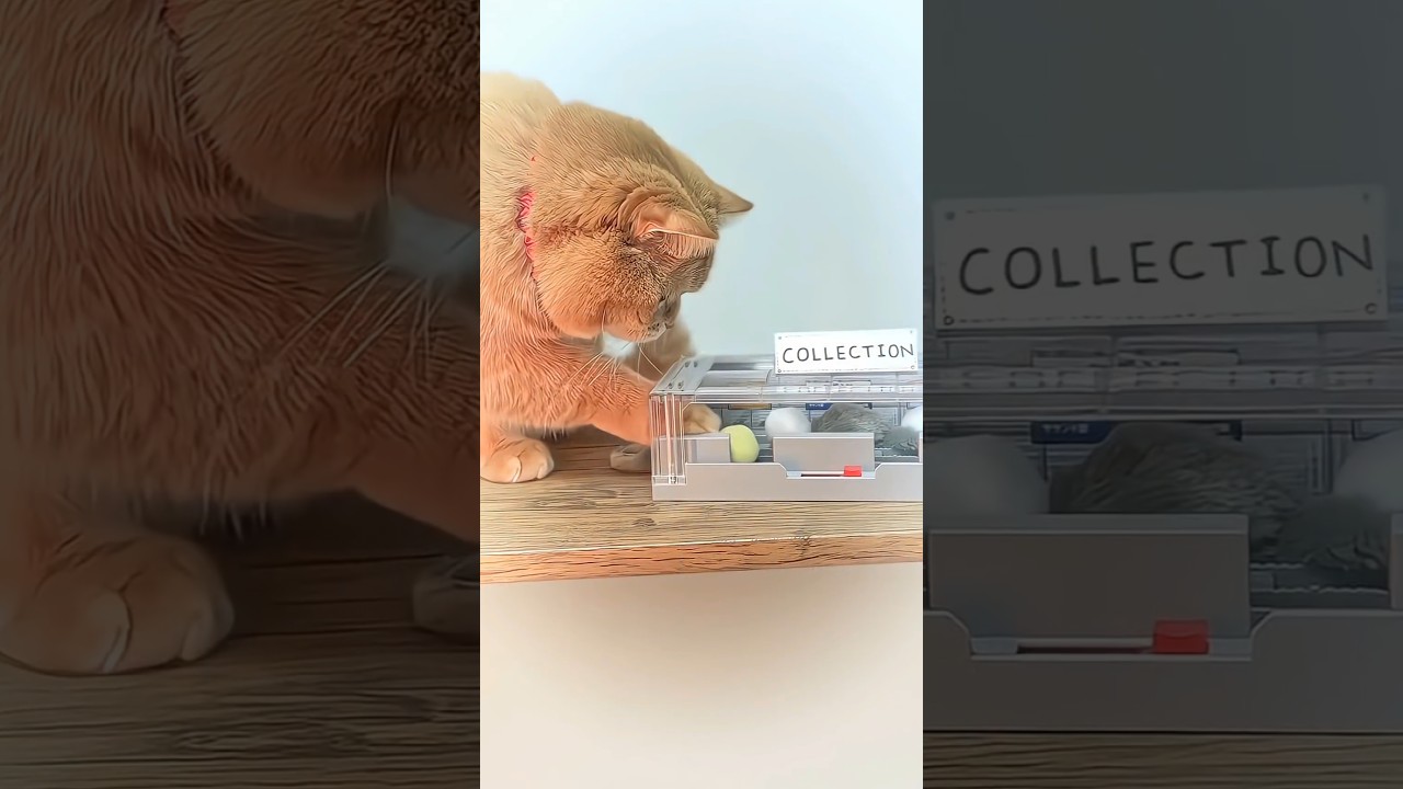 Cat Gave Away Her Toys for a Crying Child… Then This Happened! 😢✨