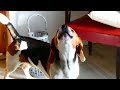 Beagle qui fait le loup 3