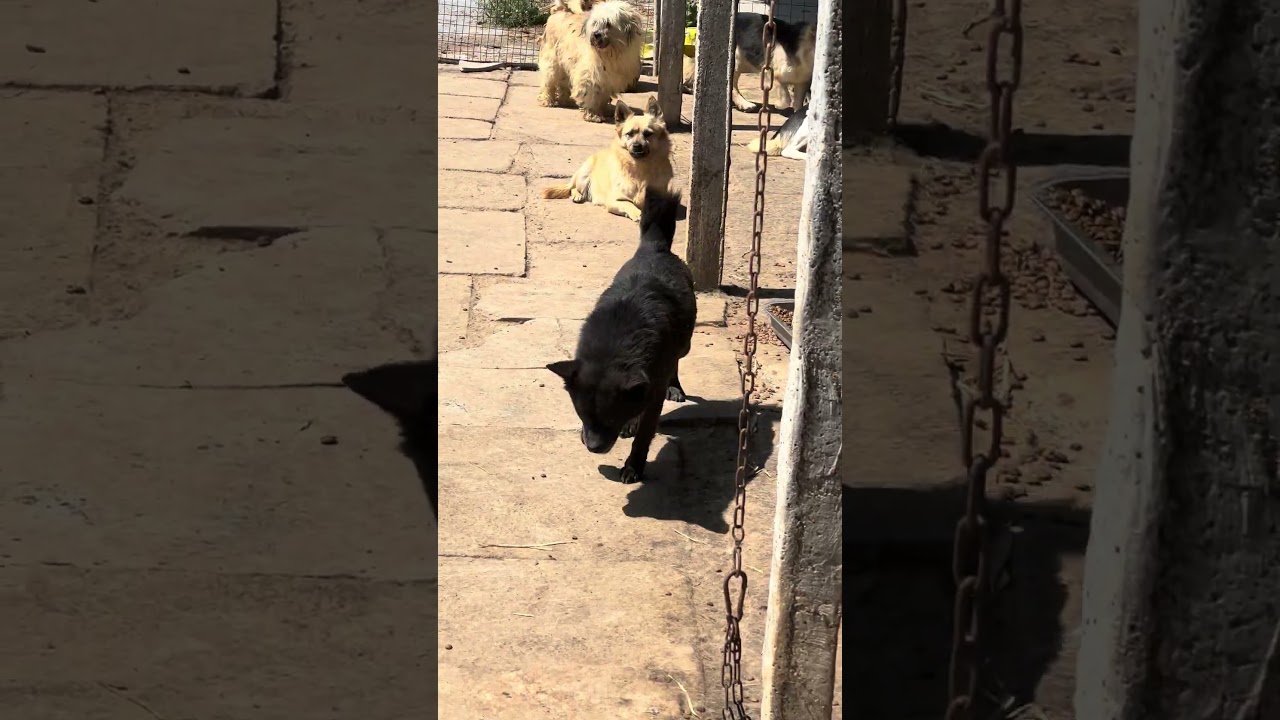 基地的狗狗们真的都好乖,愿大家一起守护毛孩子们最后一片家园吧 #animals #老友狗狗 #puppy