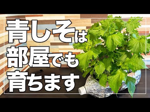 【もうしそは買わない】ペットボトルで1年中シソを大量に収穫する!室内栽培で冬でも収穫可能!DIY Hydroponic Green Shiso Using a Plastic Bottle