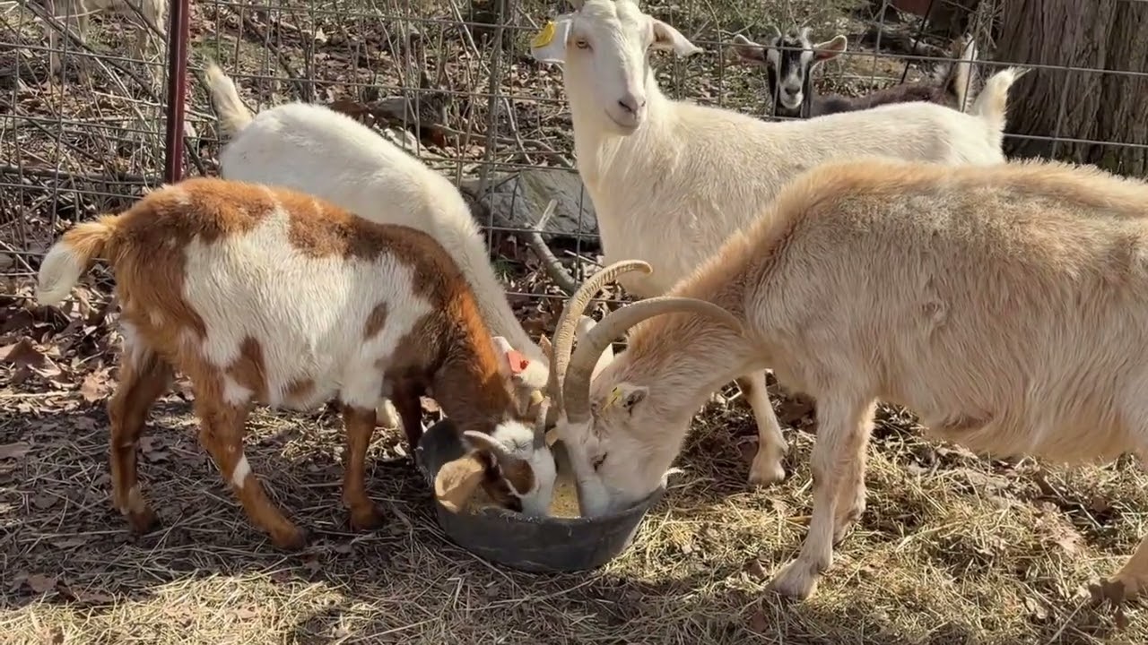 Welcome to Hickory Springs Farm!