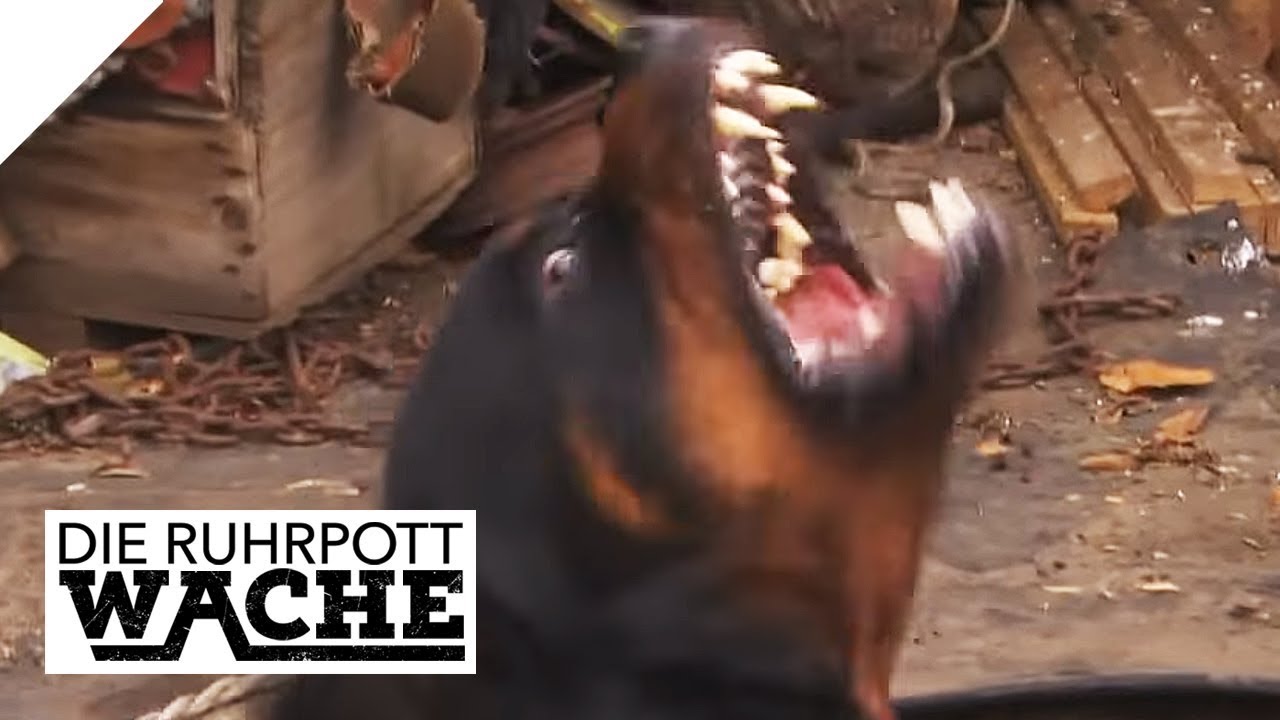 Lea (12) kauft einfach einen Hund: Tierbetrüger am Werk | Bora Aksu | Die Ruhrpottwache | SAT.1 TV