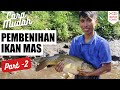 Cara Memijahkan Ikan Mas (Part 2) | Budidaya Ikan Mas | Ikhtus Tondei
