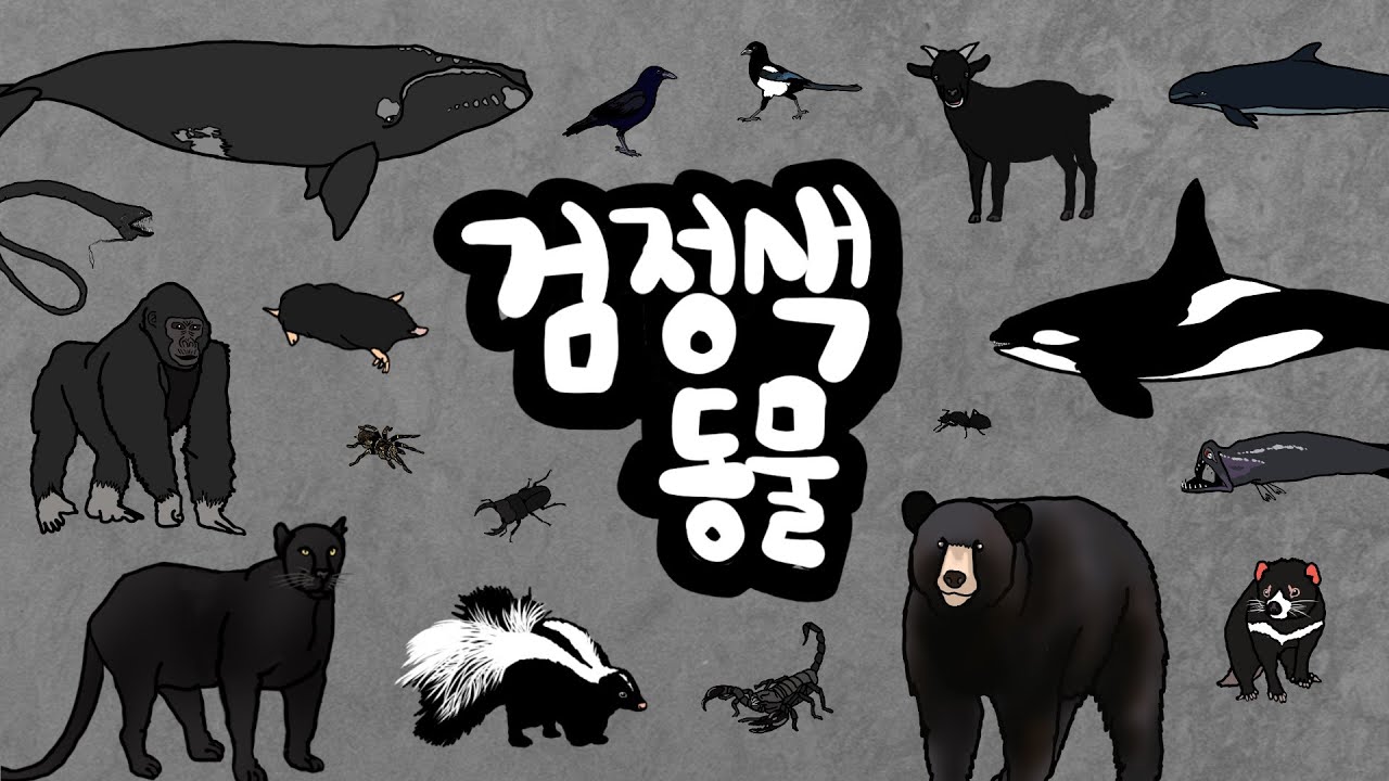 검정동물 | 제일 어두운 검정색을 가지고 있는 동물은 누구일까? | 까망색, 검정색 블랙 동물들을 만나보아요 | 검정 색깔놀이 ...