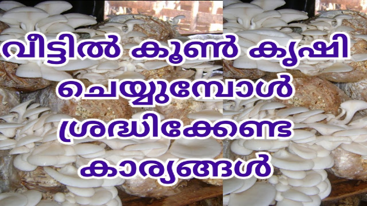 വീട്ടില്‍ കൂണ്‍ കൃഷി ചെയ്യാം Tips How to grow MushroomsMushroom cultivation in Malayalam