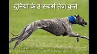 दोस्तो ये है दुनिया के 3 सबसे तेज दौड़ने वाले कुत्ते 🤯🐕 _top 3 factest running dog #running #dog #Gh