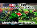 水草水槽で困った時に見る動画！クリプトコリネを小さくする方法「水景トラブル解決策シリーズ ①」初心者ADAネイチャーアクアリウム立ち上げ方法、コケ対策、水草レイアウト、水草の育て方、藍藻、ラン藻、油膜