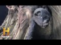 The Fascinating World of Cryptozoology: Uncovering the Mysteries of Hidden Creatures ile ilgili video