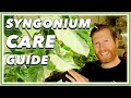 Syngonium complete care guide  how to grow syngonium podophyllum arrowhead plant
