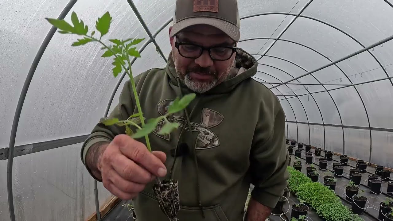 Первая партия помидоров в производстве / заполнение туннеля №2 индетерминантными сортами помидоро...