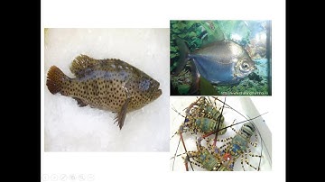 Liên kết câu trong bài bằng cách lặp từ - Luyện từ và câu lớp 5 tuần 25 tiết 1