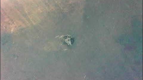 C. elegans nematode magnetotaxis 3: Linear homogeneous field (1 earth strength)