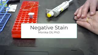 Negative Stain