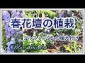 《2021年春ブルーガーデンの植栽》宿根草メインの花壇にデルフィニウムを植え付け／2021年春の植栽をおとぼけ解説