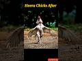 Mainwali heera son and fahter  rooster aseel  shorts aseel viralshorts birds