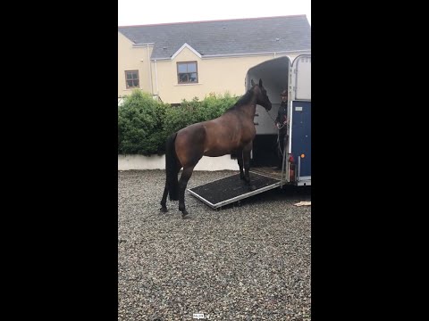 Video: Kan een gestrand paard opnieuw worden bereden?