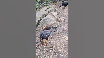 gà rừng của hlau youtube ăn sáng.Hlau pub qaib qus