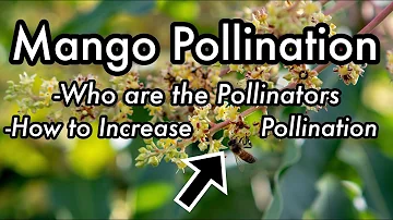 Do you need 2 mango trees to produce fruit?