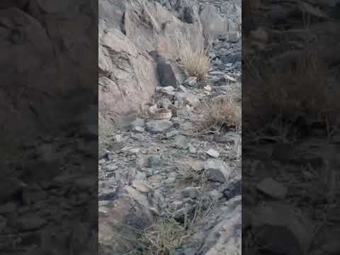 مار شاخ دار چشمه وادرا
