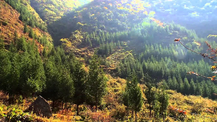 Reforestation: Impact on Climate