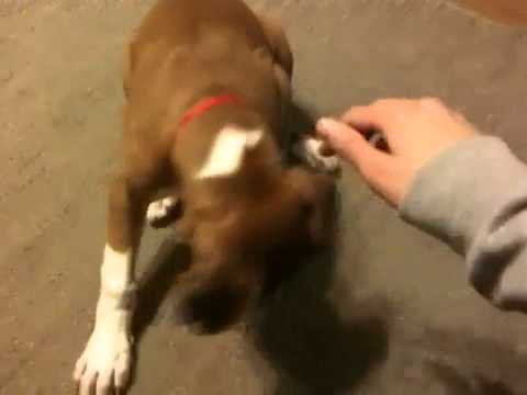 3 month old boxer puppy tricks youtube