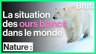 Voici la véritable situation des ours blancs dans le monde