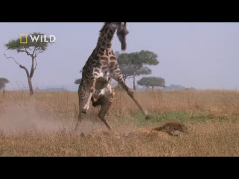 Wideo: Sawanny Afryki: zdjęcie. Afrykańskie zwierzęta sawanny