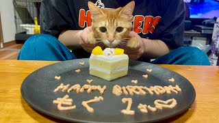 子猫が1歳の誕生日を迎えました