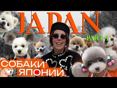 Собачья выставка в