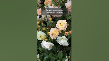 Thumbnail of Gorgeous Apricot Flower: Rambling Rose Ghislaine de Feligonde