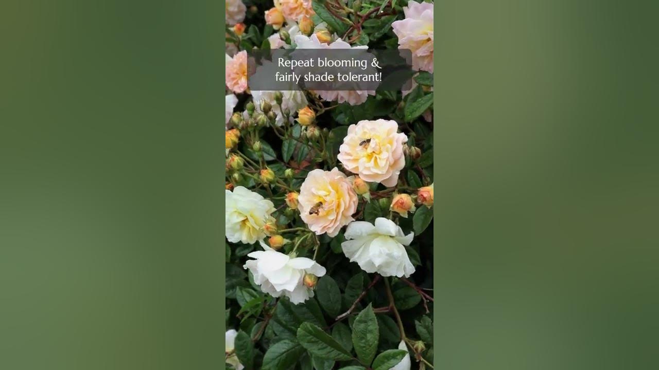 Gorgeous Apricot Flower: Rambling Rose Ghislaine de Feligonde