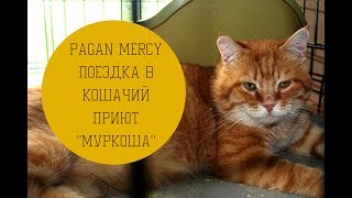 Поездка в кошачий приют "Муркоша" 15.07.17 Поездка в кошачий приют "Муркоша" 15.07.17