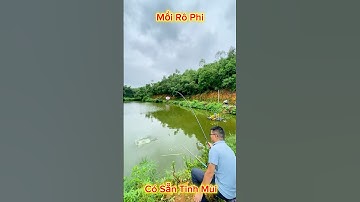 Báo cá với mồi câu Rô Tứ Quý 3 trong 1. Mồi câu rô phi tiện lợi, có sẵn tinh mùi #fishing #cauca