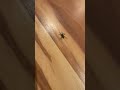 Eastern Parson Spider Crawling on the Floor
