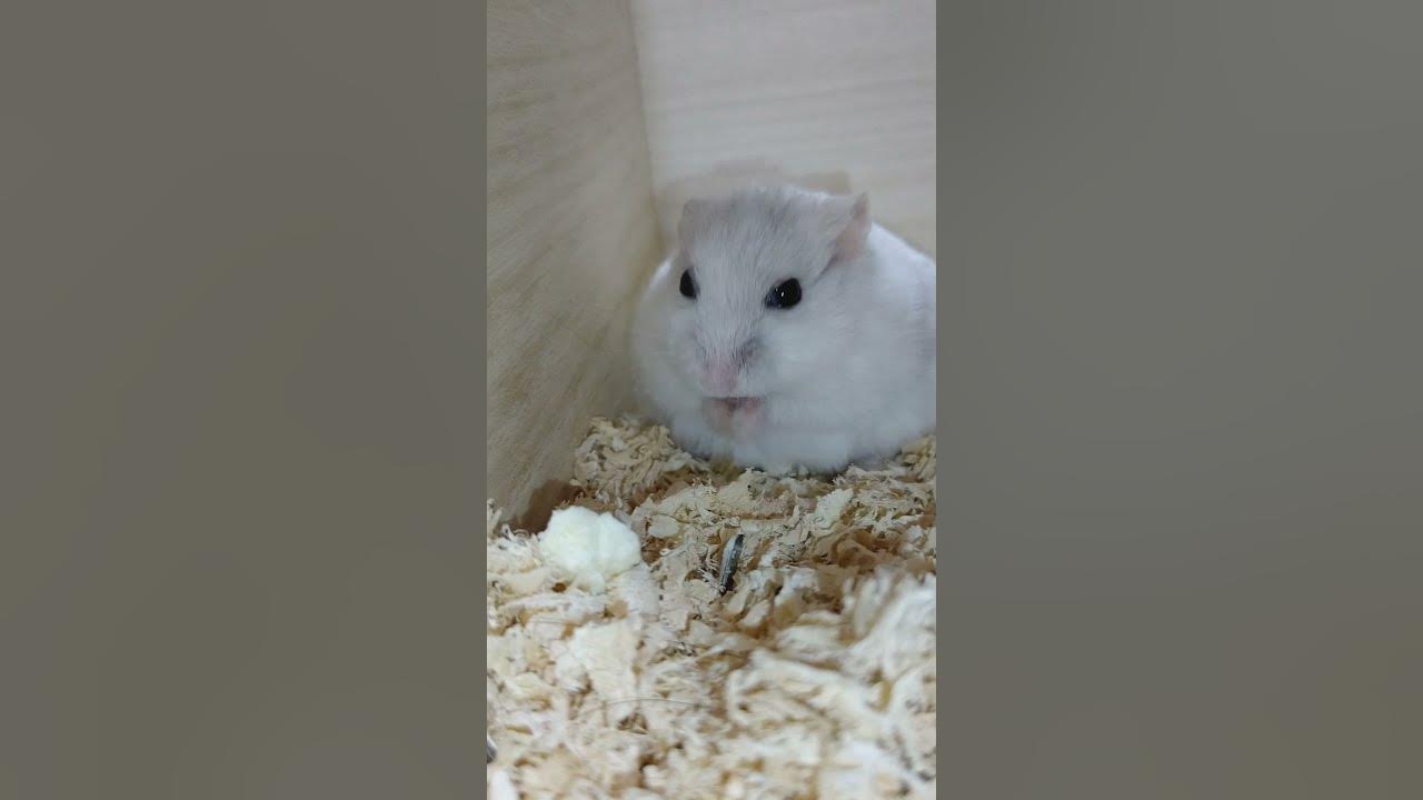 ゆきみくんshort🐹209 お菓子をポイ捨てするハムスター🤣 Hamster throws away the sweets🤣 YouTube